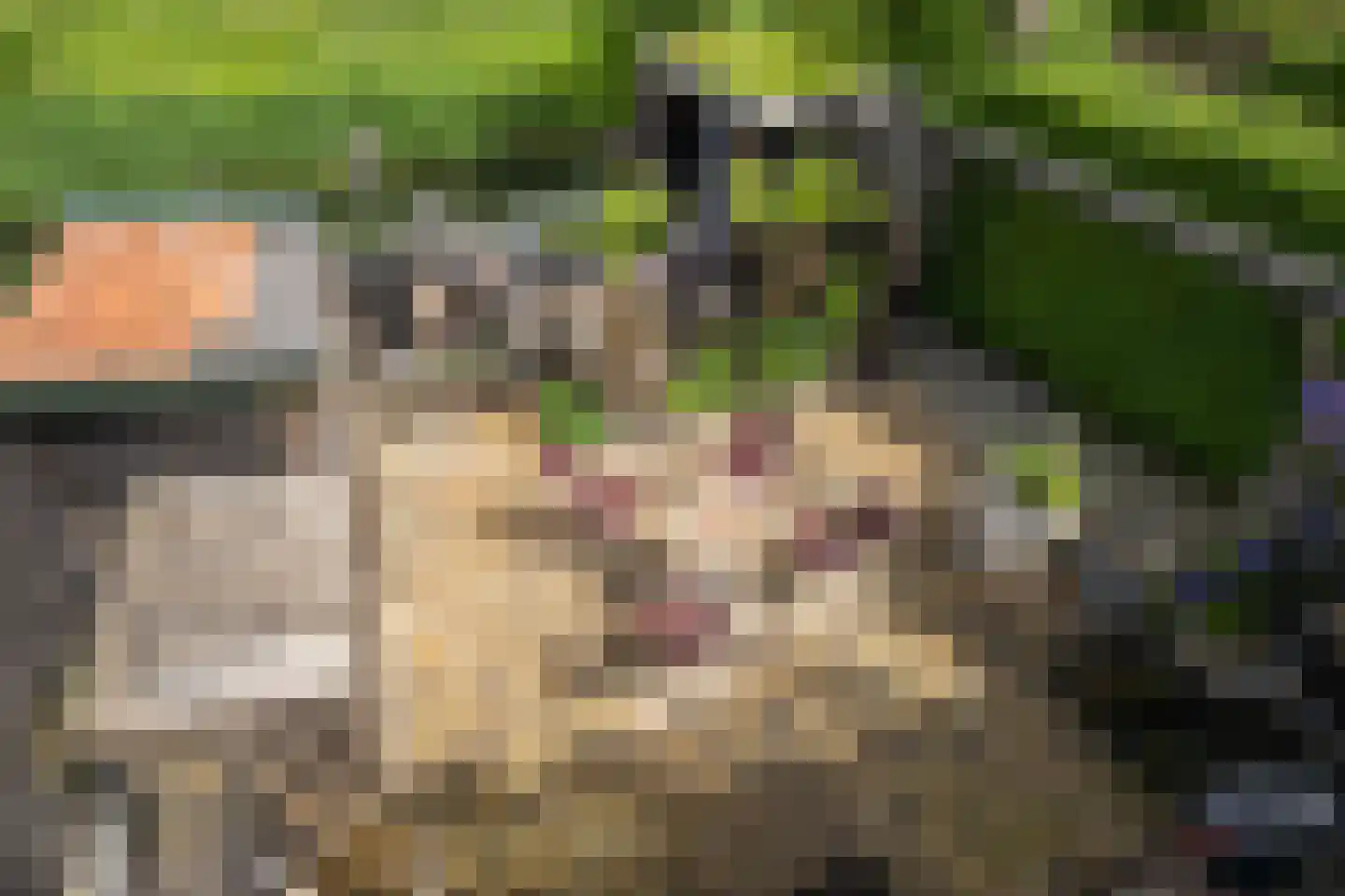 Oudelandsedijk 71 Sommelsdijk thumbnail 6