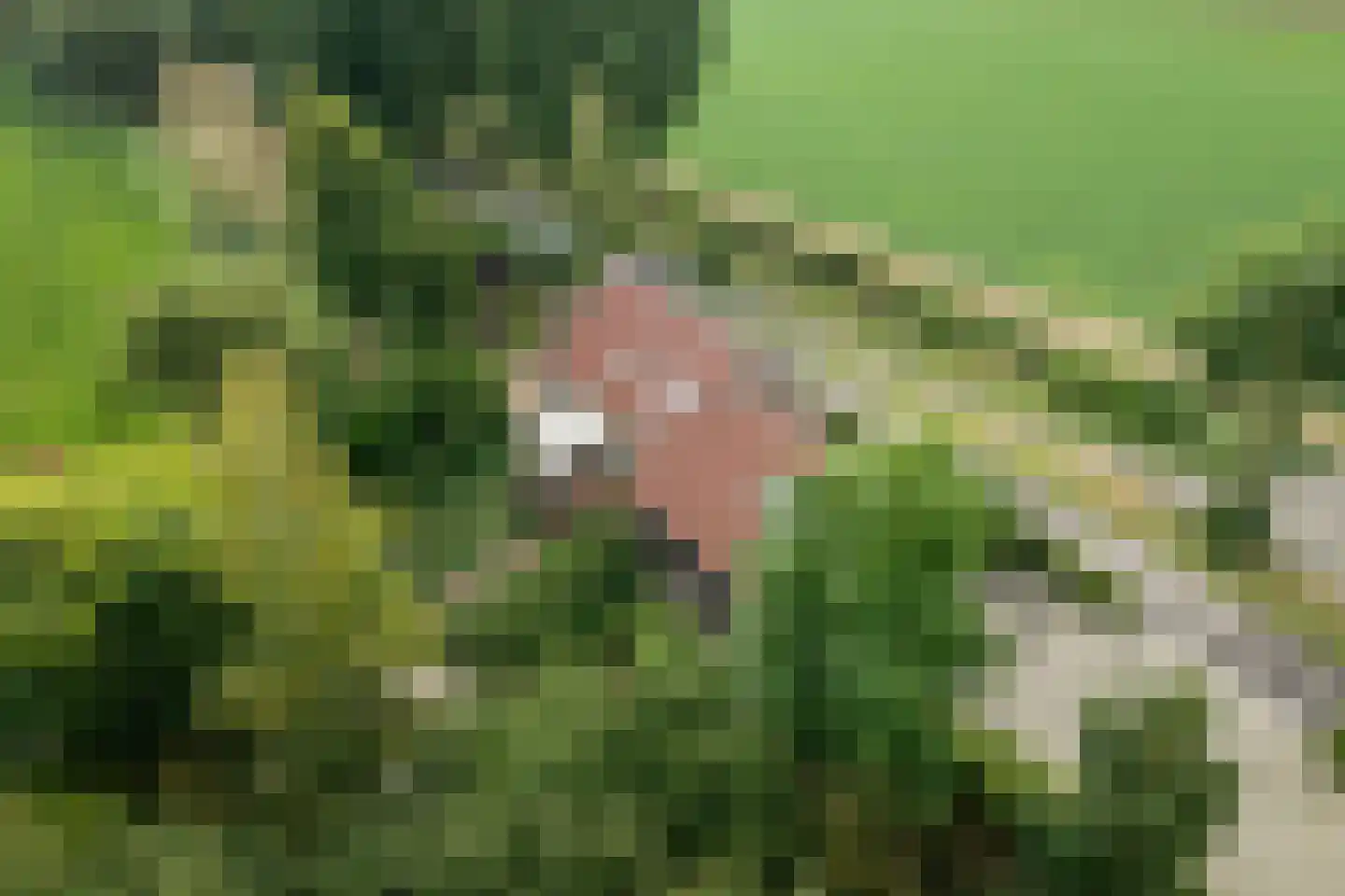 Oudelandsedijk 8 Oude-Tonge thumbnail 38