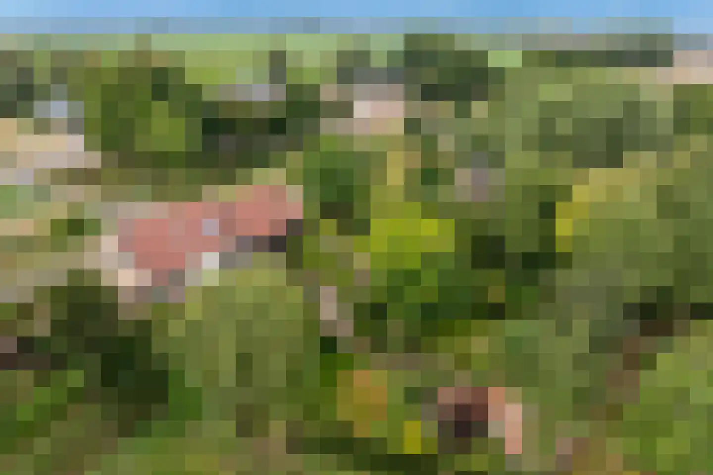 Oudelandsedijk 8 Oude-Tonge thumbnail 51