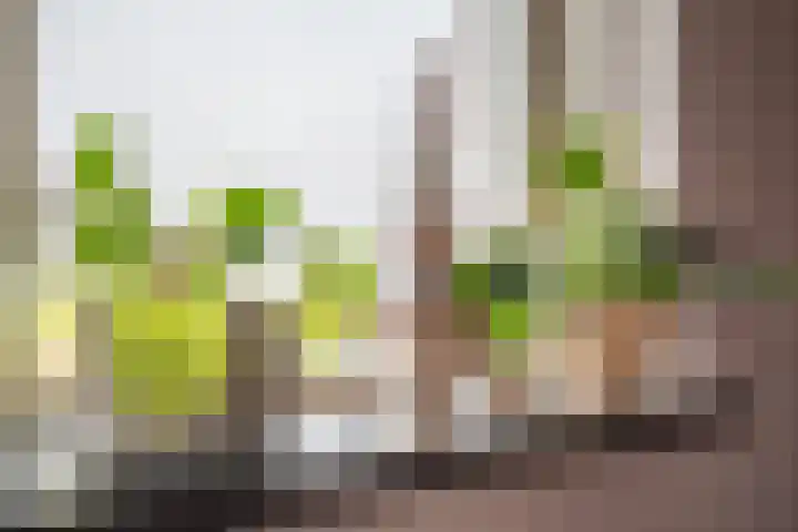 Oudelandselaan 259 Berkel en Rodenrijs thumbnail 33