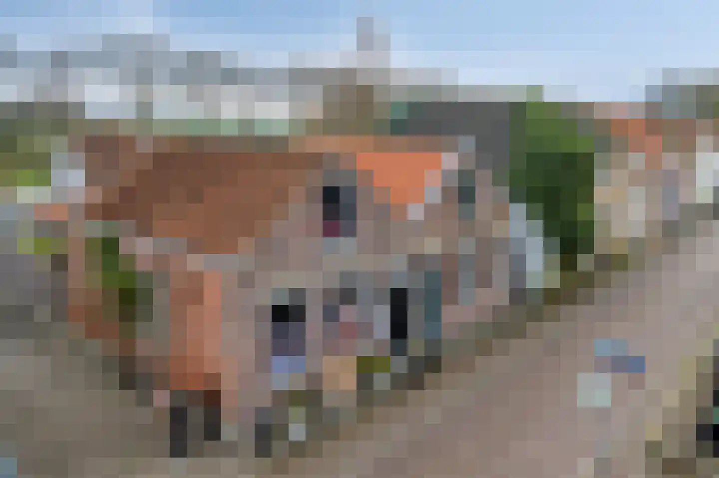 Oudestraat 17 Veere thumbnail 5