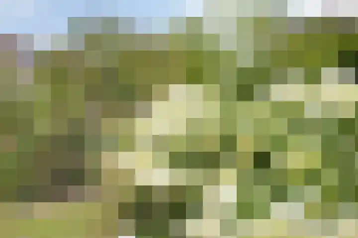 Oudestraat 20 Gemert thumbnail 63