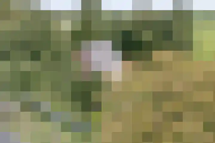 Oudestreek 9 Zevenhuizen thumbnail 36