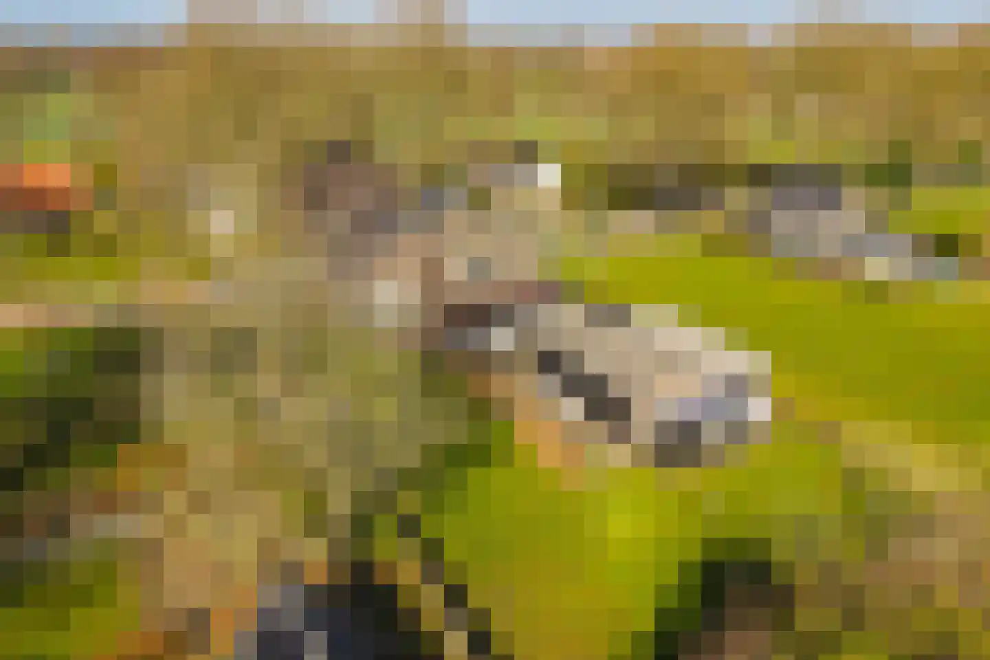Oudewal 129 Warmenhuizen thumbnail 41