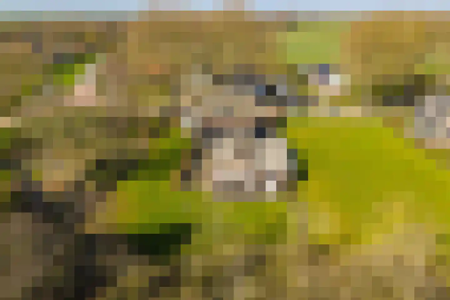 Oudewal 129 Warmenhuizen thumbnail 42