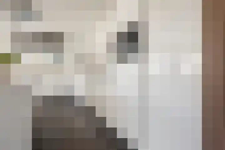 Oudshoornstraat 12 Zoetermeer thumbnail 11