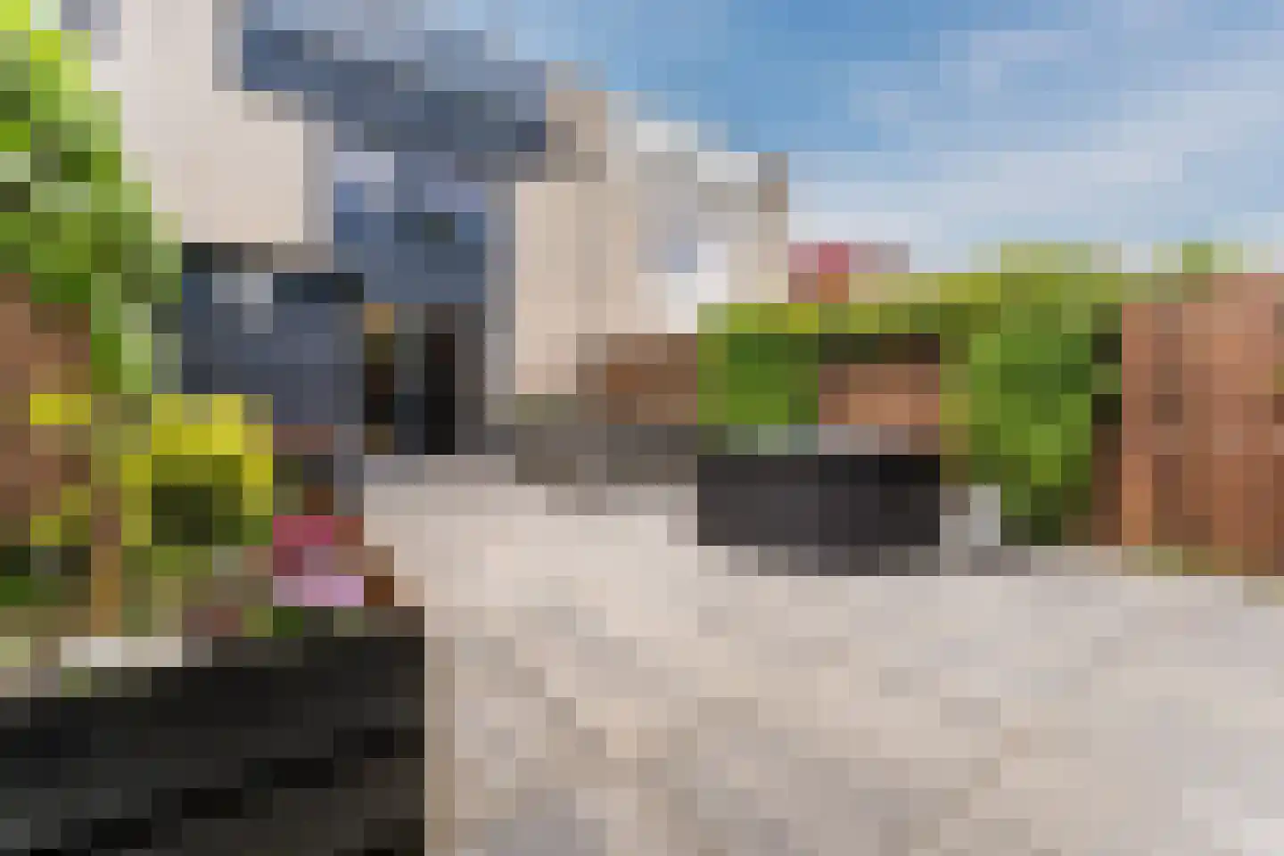 Ouverture 12 Zaandam thumbnail 54