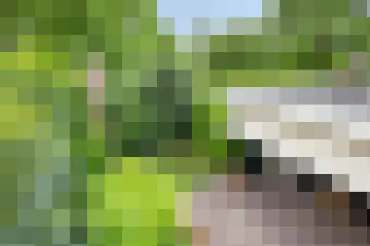 Over den Dries 35 Nistelrode thumbnail 49