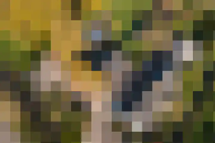 Overboeicop 14 Schoonrewoerd thumbnail 57