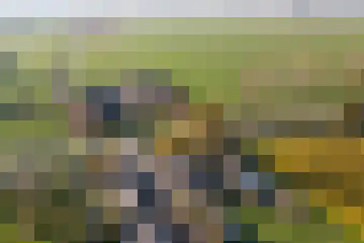 Overboeicop 14 Schoonrewoerd thumbnail 59