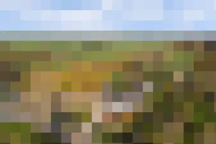 Overboeicop 14 Schoonrewoerd thumbnail 8