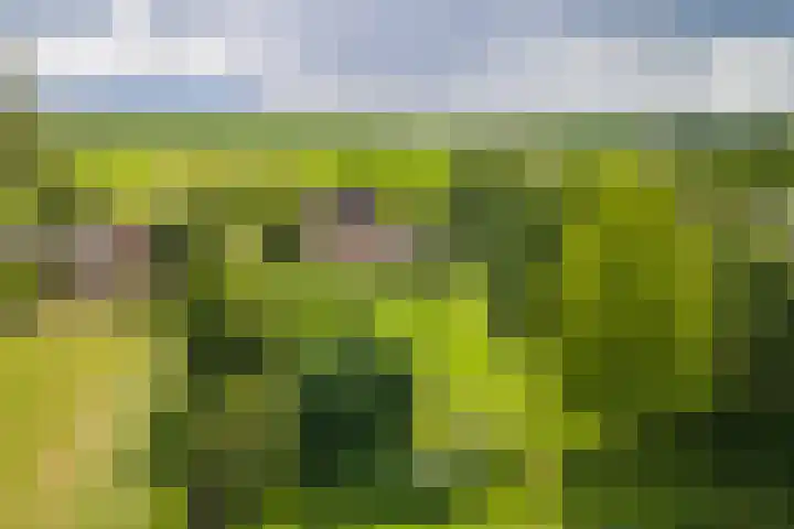 Overheicop 68 b Schoonrewoerd thumbnail 51