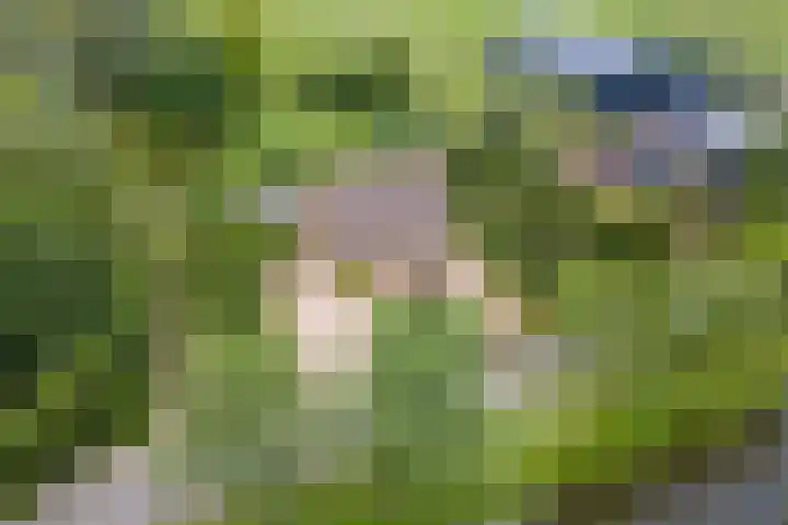 Overheicop 68 b Schoonrewoerd thumbnail 54