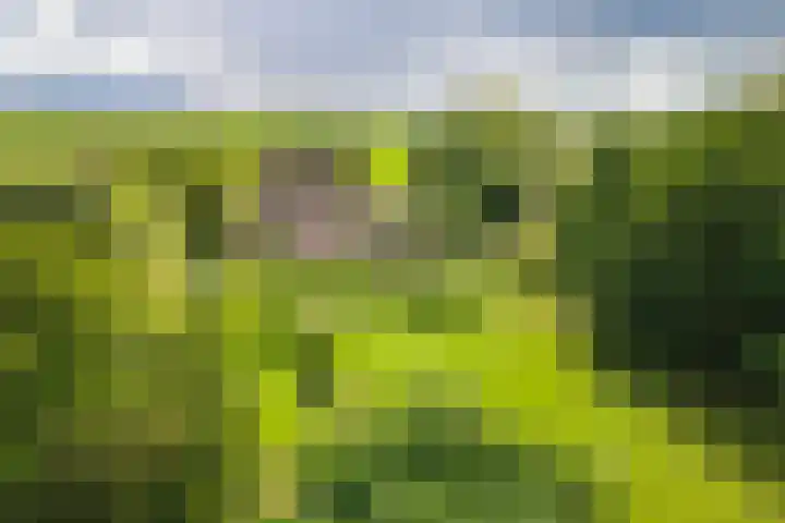 Overheicop 68 b Schoonrewoerd thumbnail 58