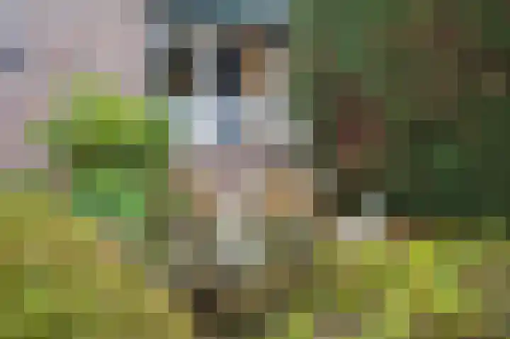 Overkwartier 30 Belfeld thumbnail 30