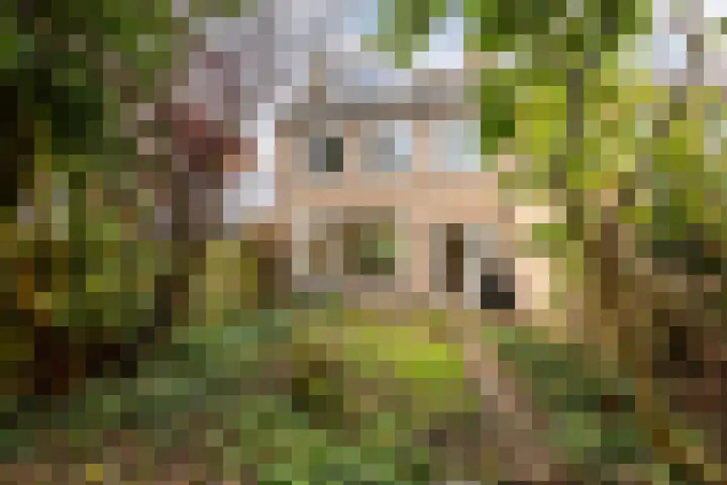 Overste den Oudenstraat 17 Schoonhoven thumbnail 35