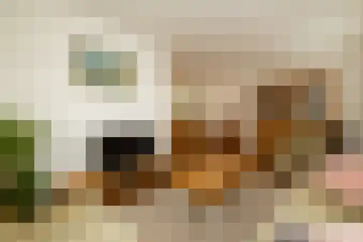 Ovidius 8 Noordwijkerhout thumbnail 6