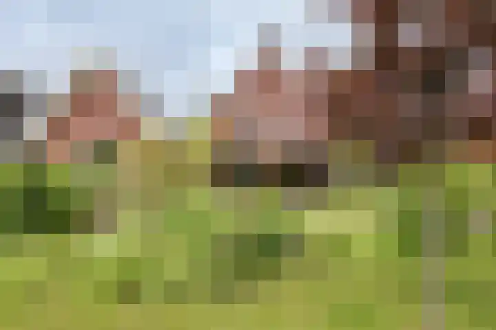 Oxhoofdpad 17 Broek op Langedijk thumbnail 20