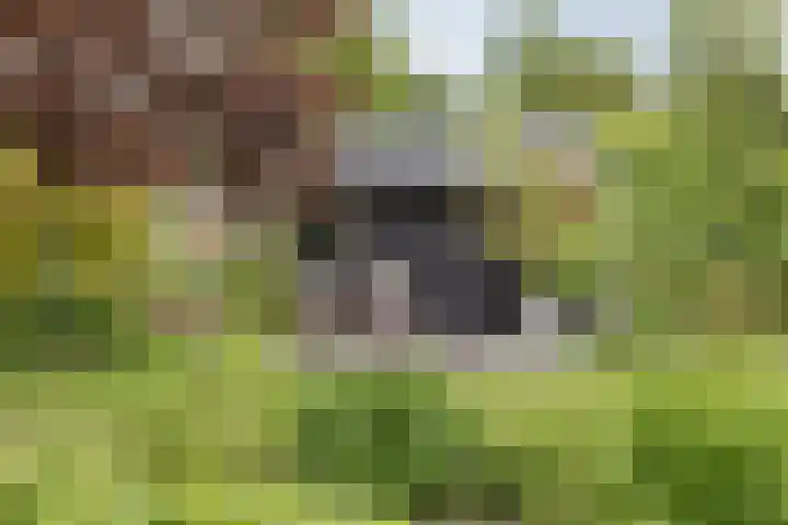 Oxhoofdpad 17 Broek op Langedijk thumbnail 25