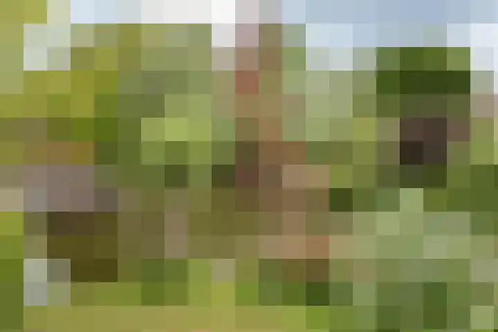 Oxhoofdpad 17 Broek op Langedijk thumbnail 31