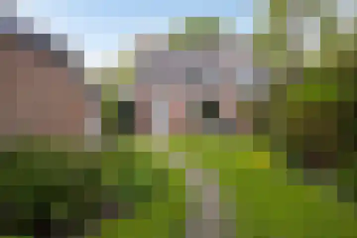 Oxrooi 10 Helmond thumbnail 40