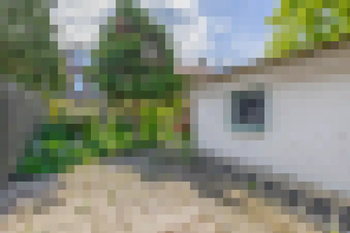 P. Groenenboomstraat 14 Rhoon thumbnail 26