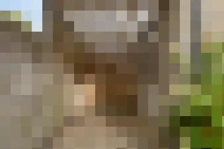 P.K.Pelstraat 40 Drachten thumbnail 38