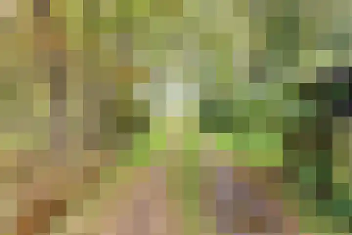 Paalbeekweg 14 Epe thumbnail 68