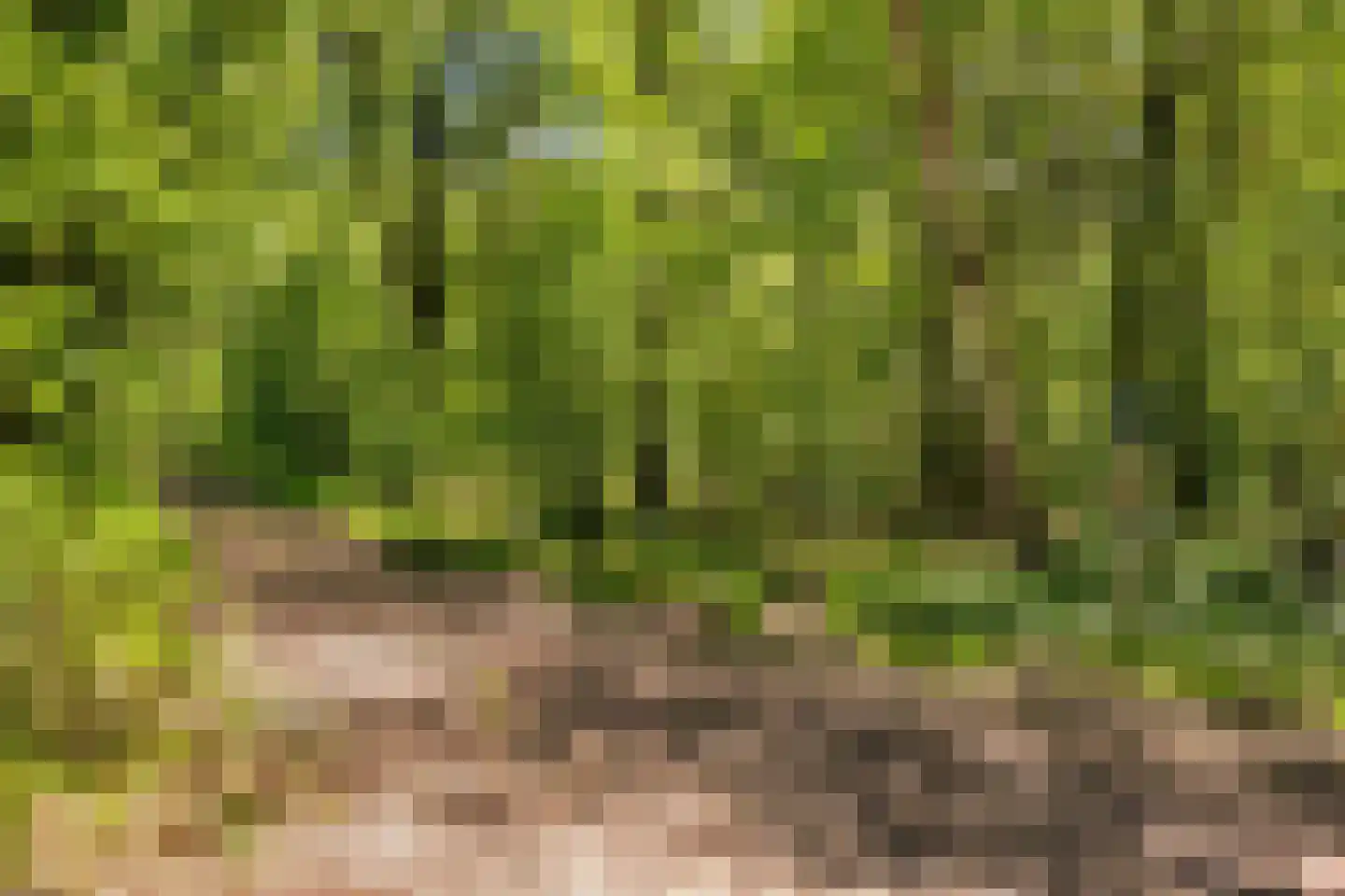 Paalberg 1 Mariahout thumbnail 69