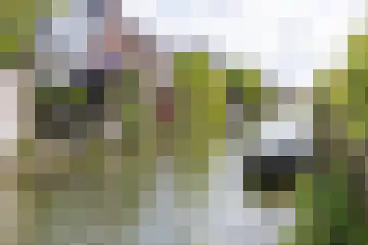 Paaldijk 204 Zwaag thumbnail 38