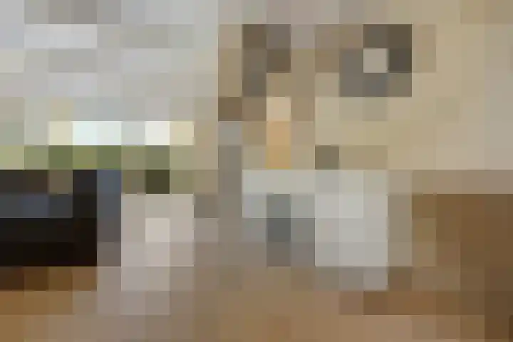 Paalgrens 20 Huissen thumbnail 16