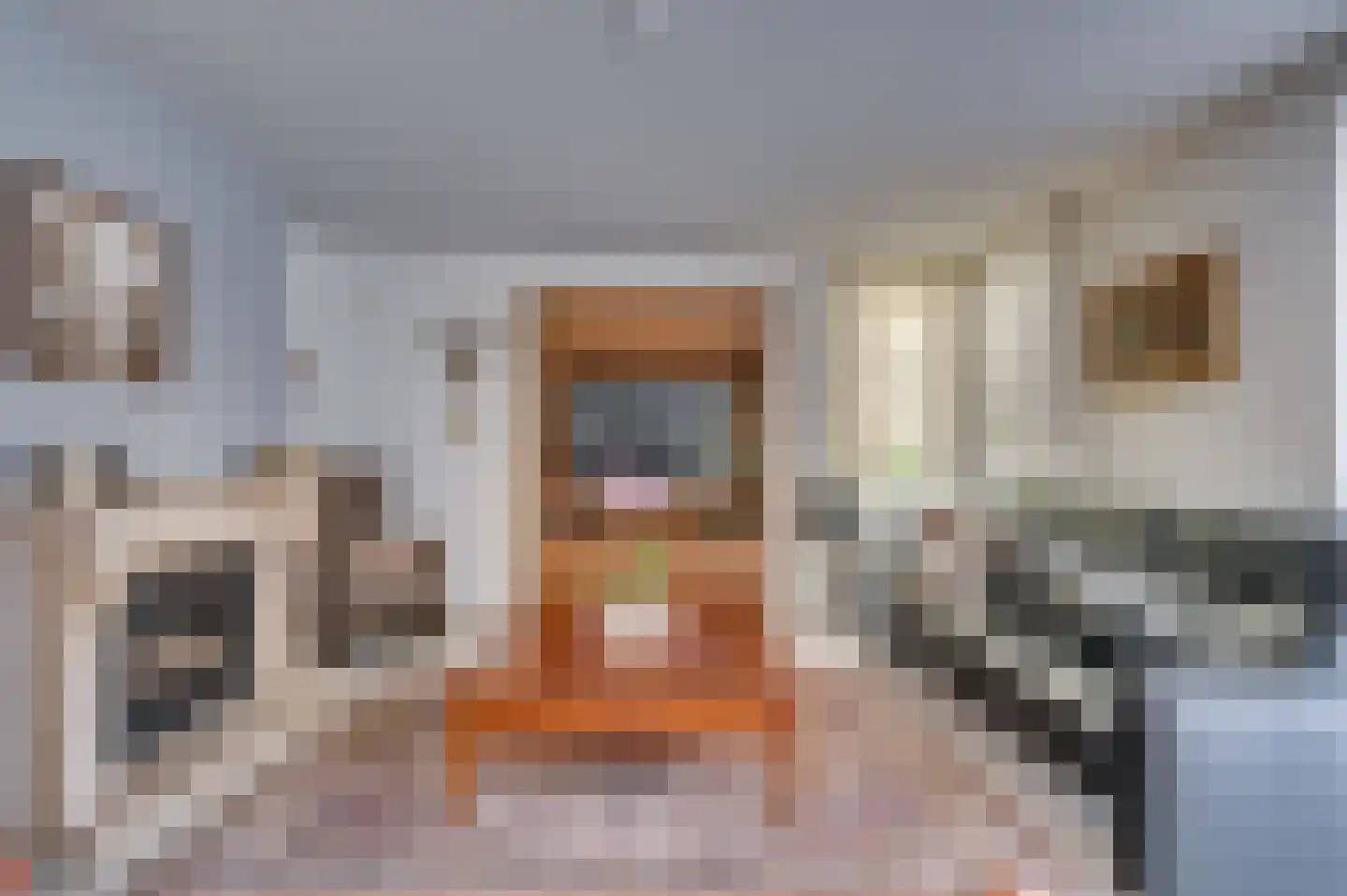 Paardebloem 1 Venlo thumbnail 10