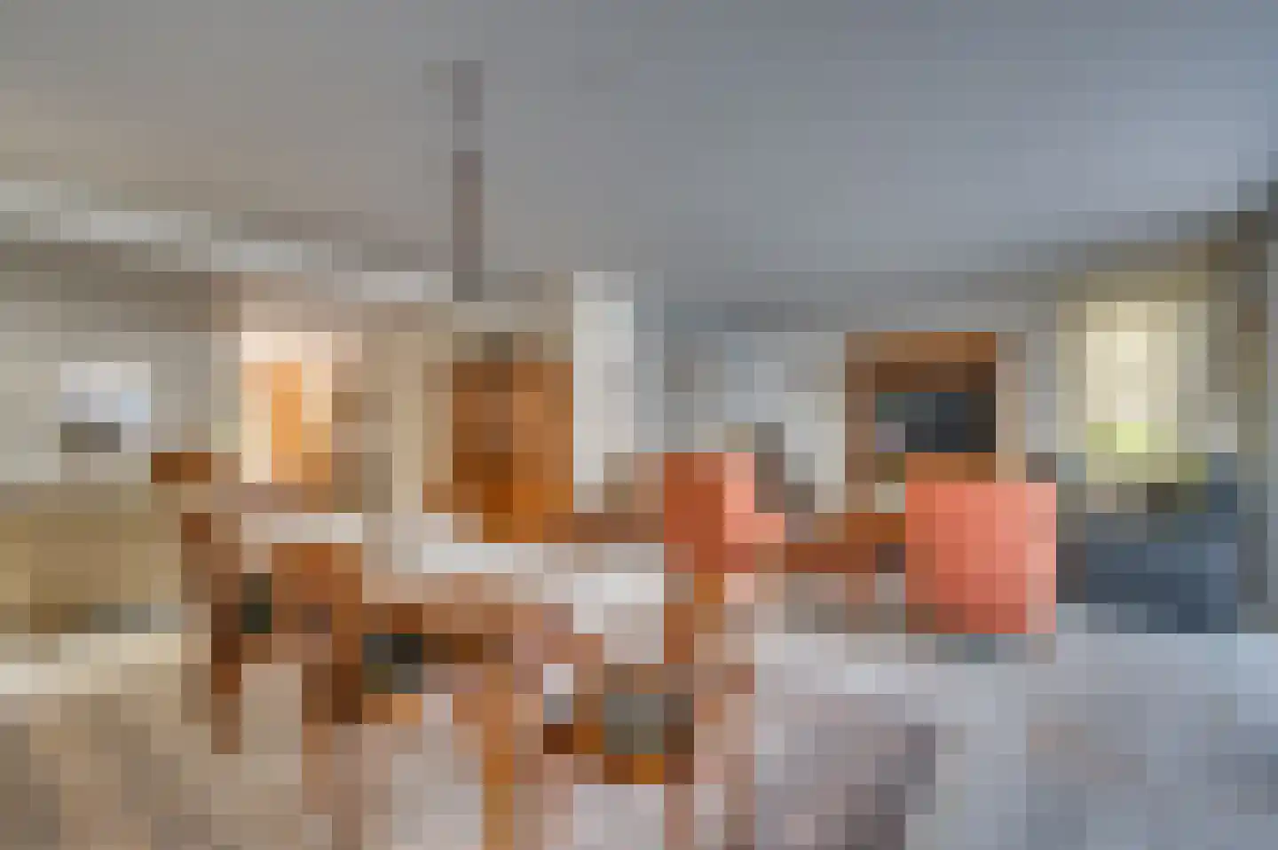Paardebloem 1 Venlo thumbnail 11