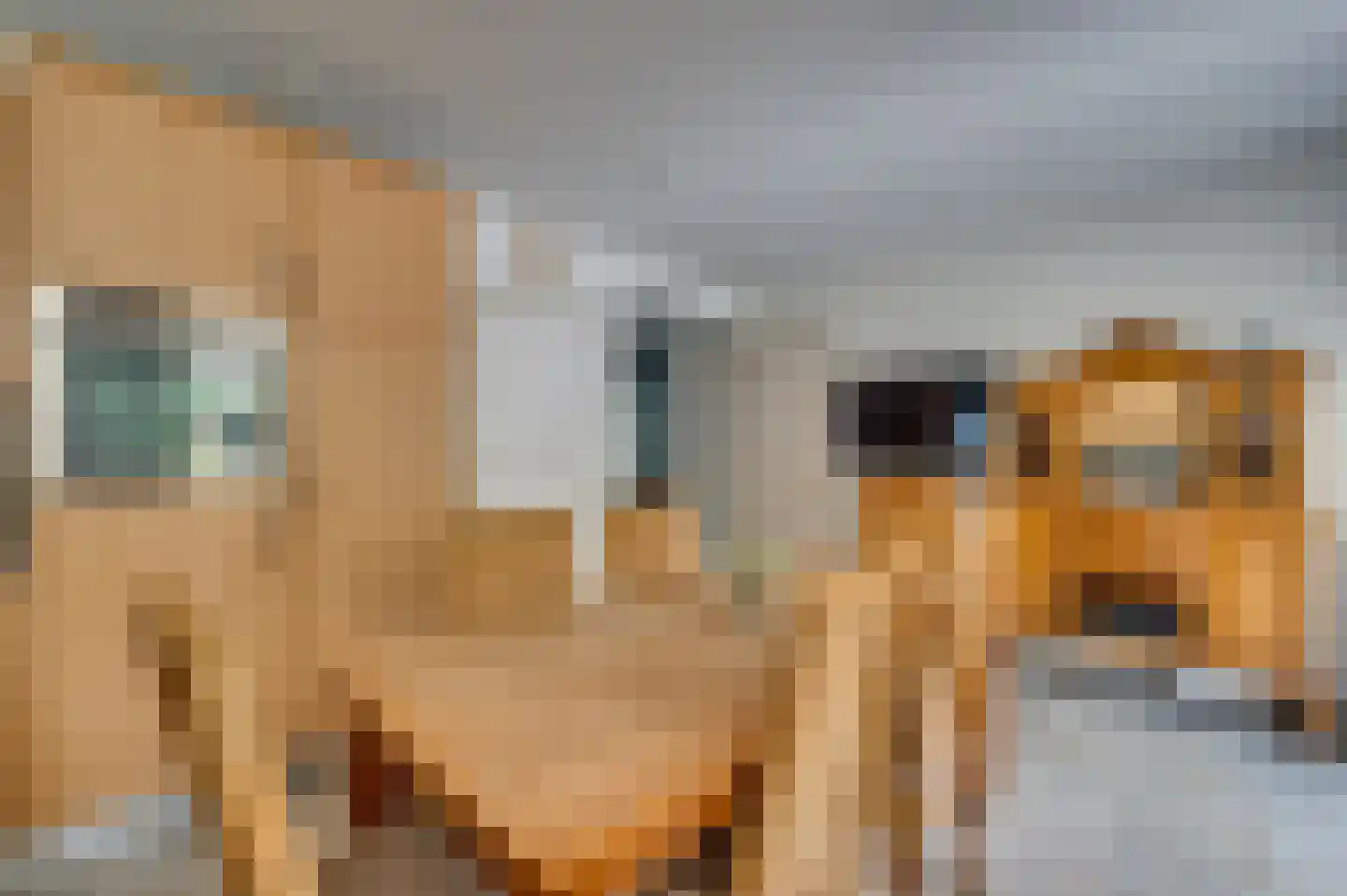 Paardebloem 1 Venlo thumbnail 20