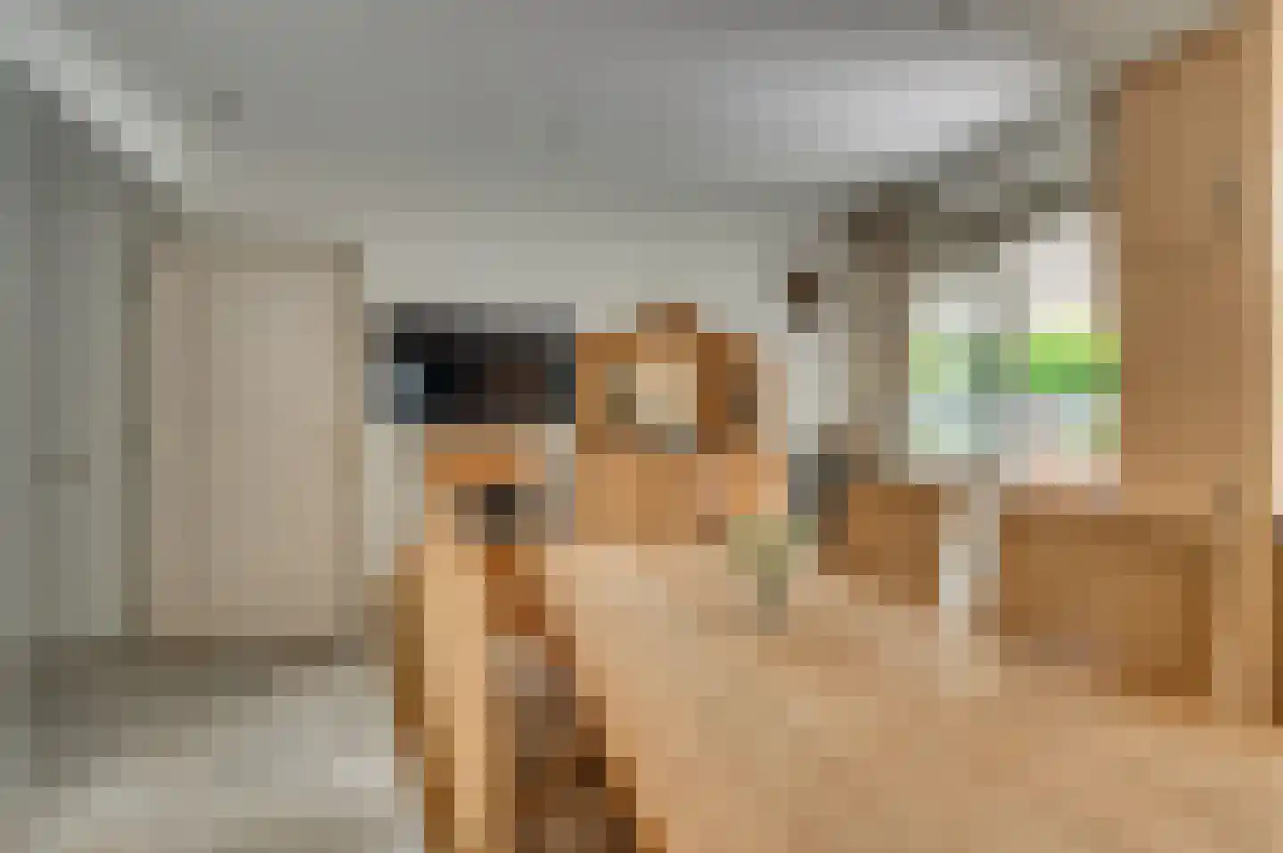 Paardebloem 1 Venlo thumbnail 21