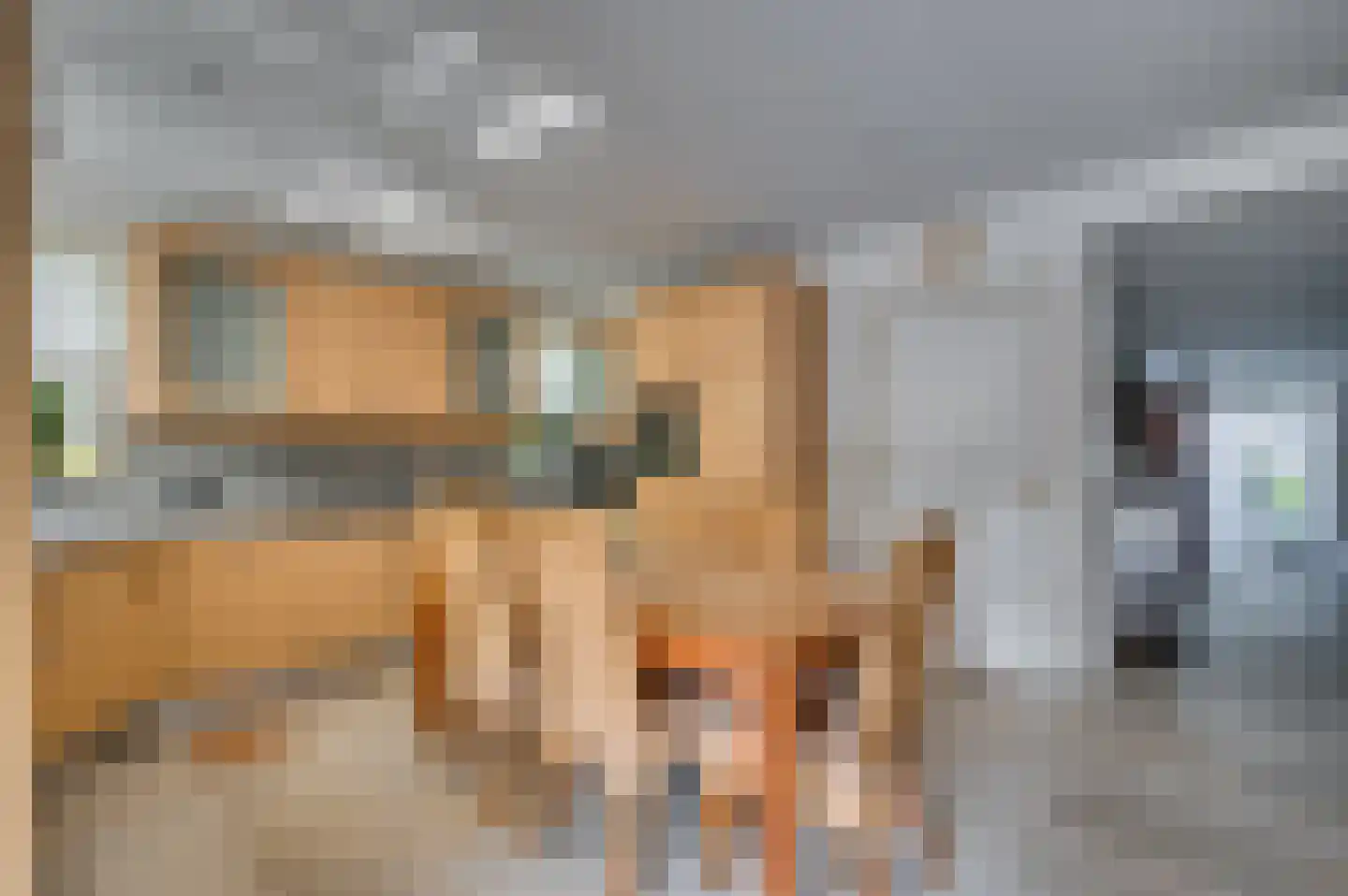Paardebloem 1 Venlo thumbnail 22