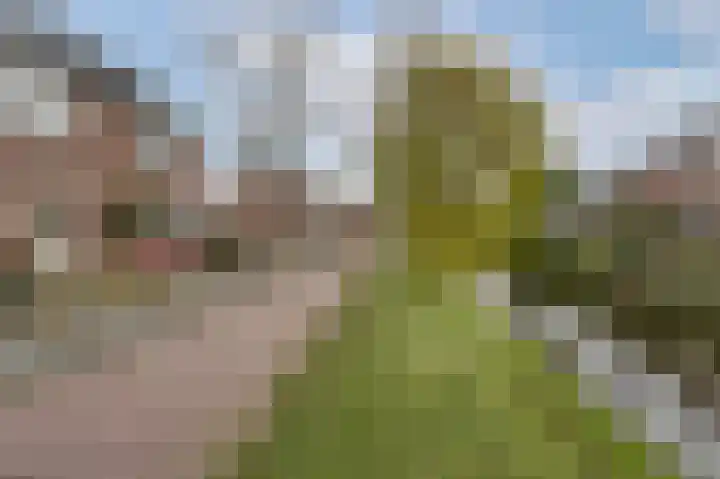 Paardebloem 10 Rijnsburg thumbnail 36