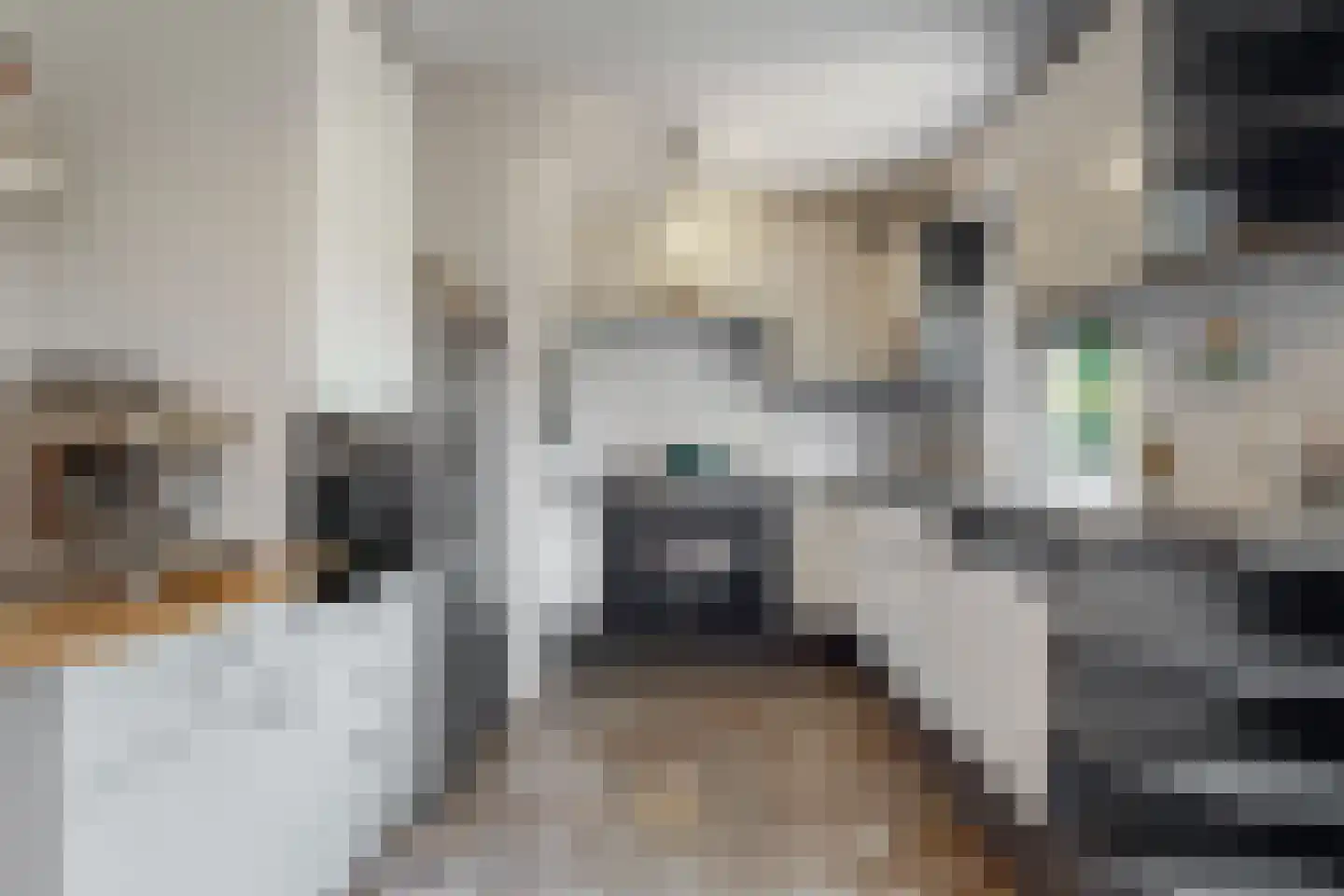 Paardebloem 10 Zwaag thumbnail 14