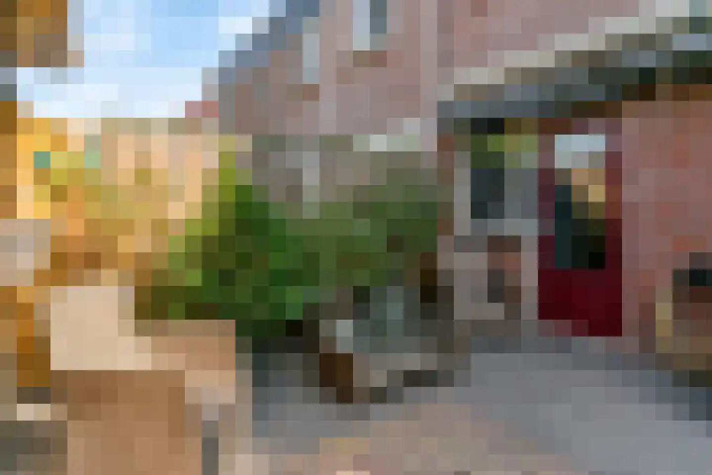 Paardebloem 10 Zwaag thumbnail 32