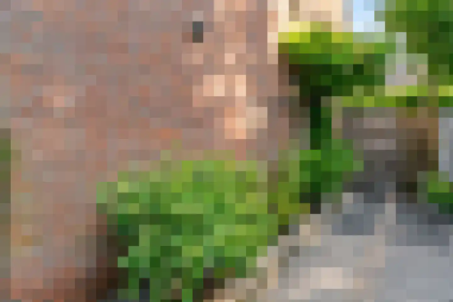 Paardebloem 10 Zwaag thumbnail 35