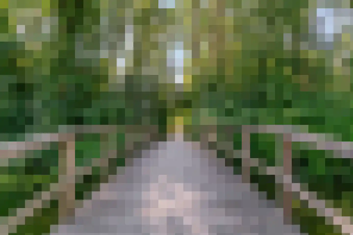 Paardebloem 10 Zwaag thumbnail 37