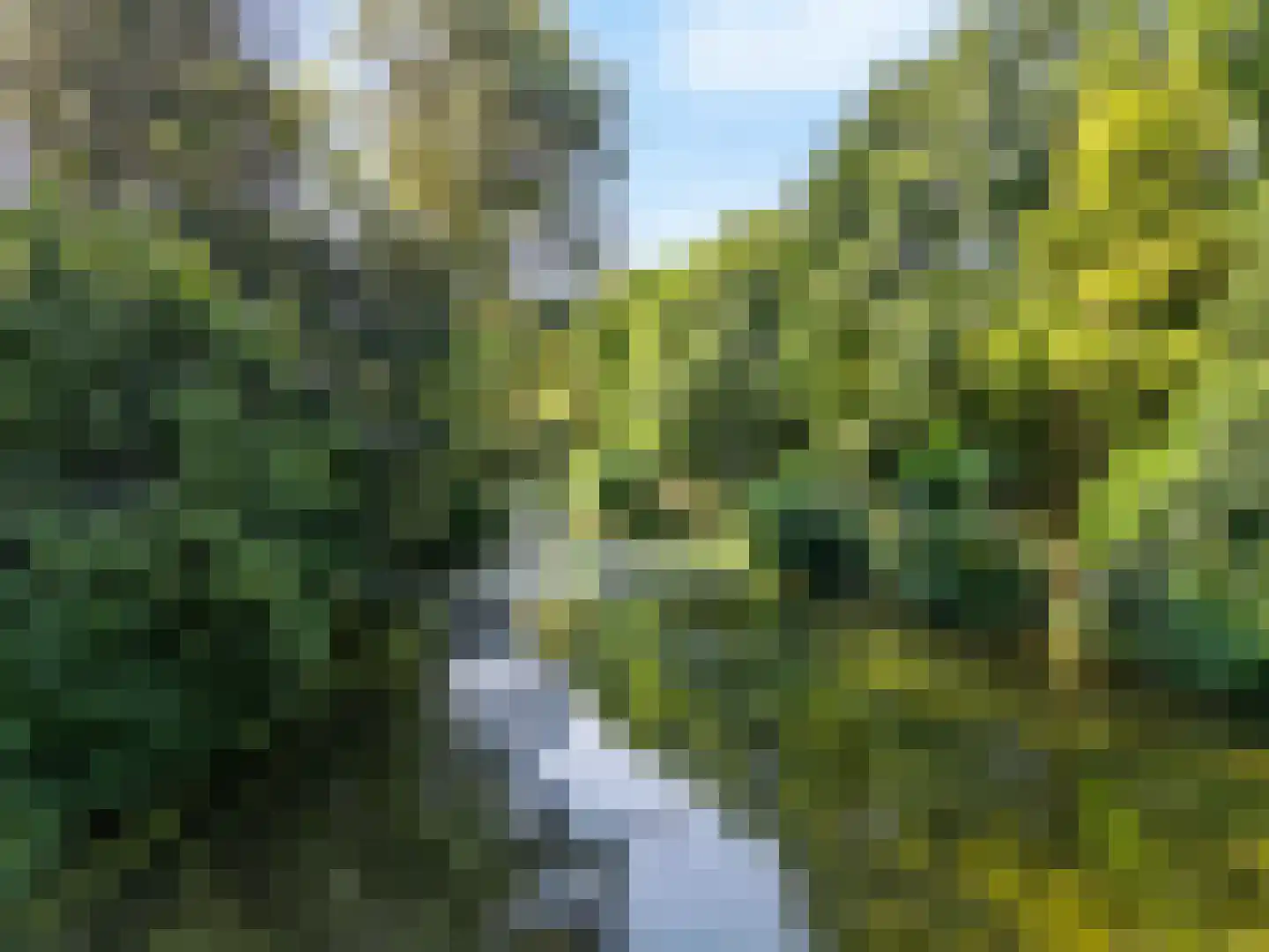 Paardebloem 10 Zwaag thumbnail 40