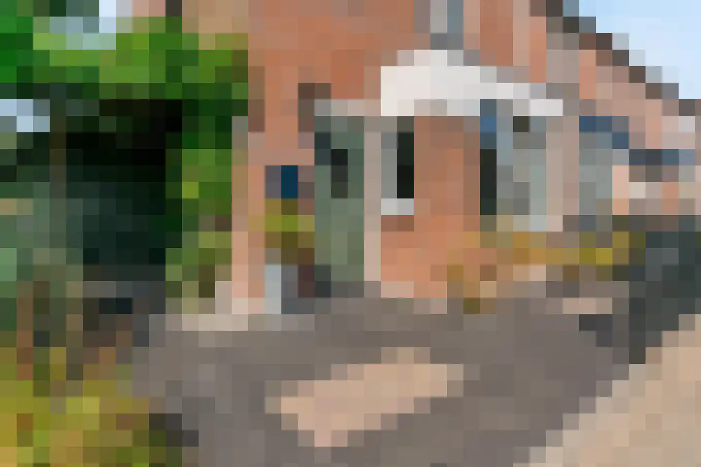Paardebloem 10 Zwaag thumbnail 9