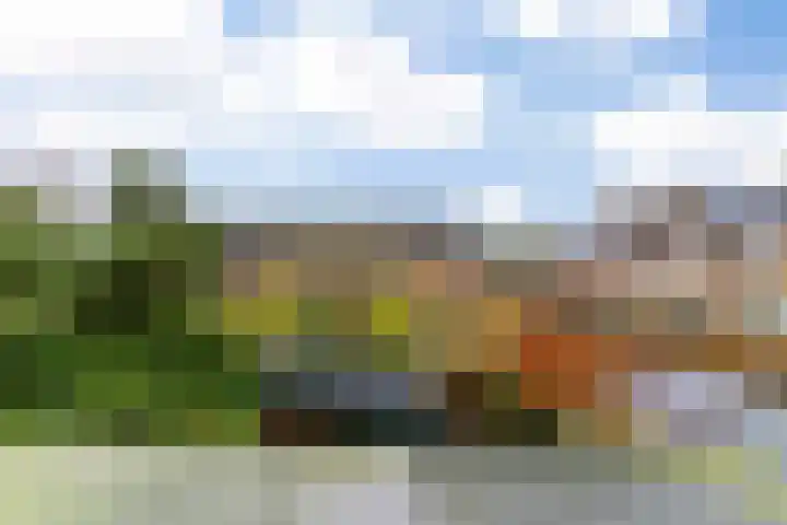 Paardebloem 105 Zwaag thumbnail 16