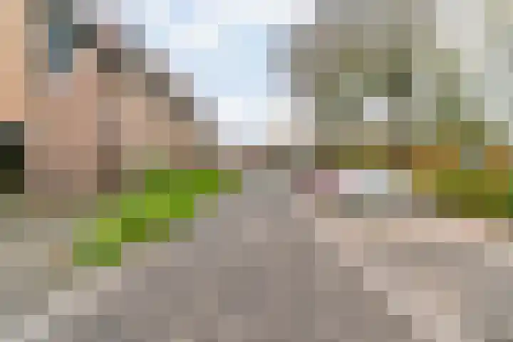 Paardebloem 105 Zwaag thumbnail 36