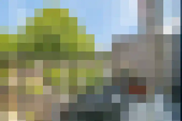 Paardebloem 11 Rotterdam thumbnail 18