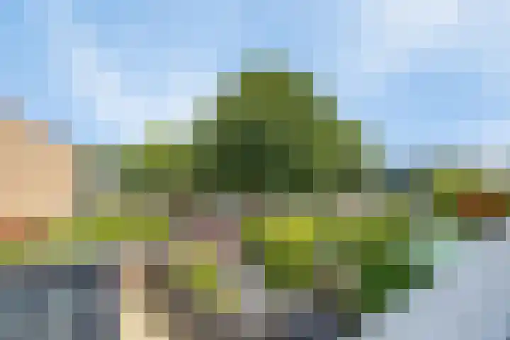 Paardebloem 11 Rotterdam thumbnail 20