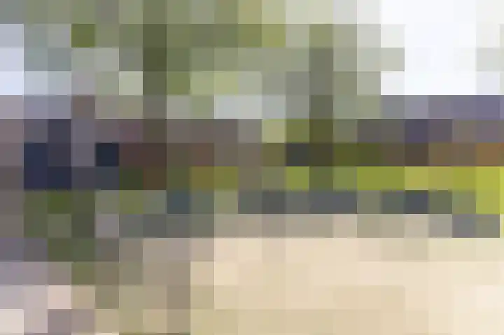 Paardebloem 12 Zwaag thumbnail 24