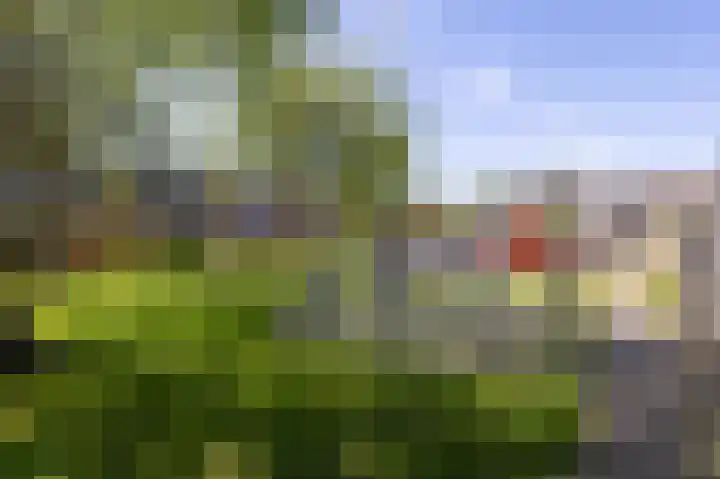 Paardebloem 12 Zwaag thumbnail 25