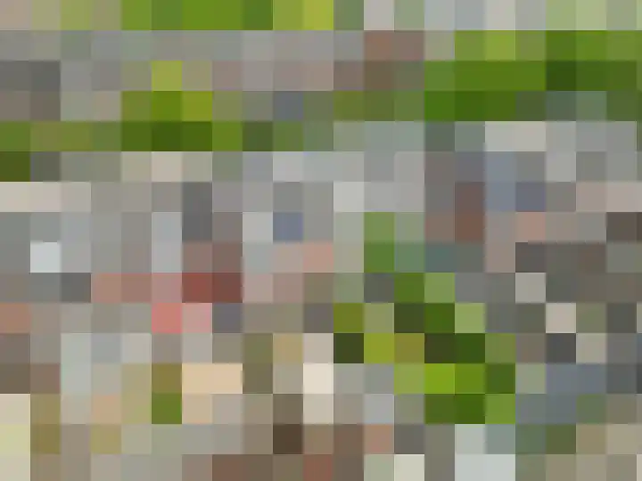 Paardebloem 16 Rijnsburg thumbnail 33